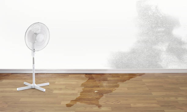 Best Professional water damage repair  in Highlandville, MO