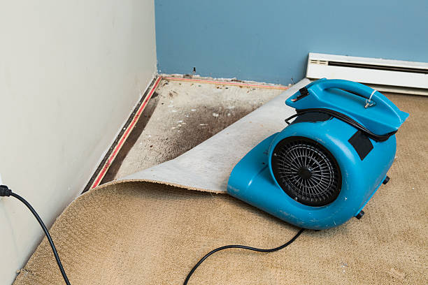 Best Professional water damage repair  in Highlandville, MO